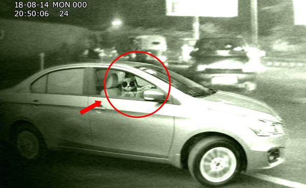 Delhi Women spots a cat driving a car and faints at a traffic signal